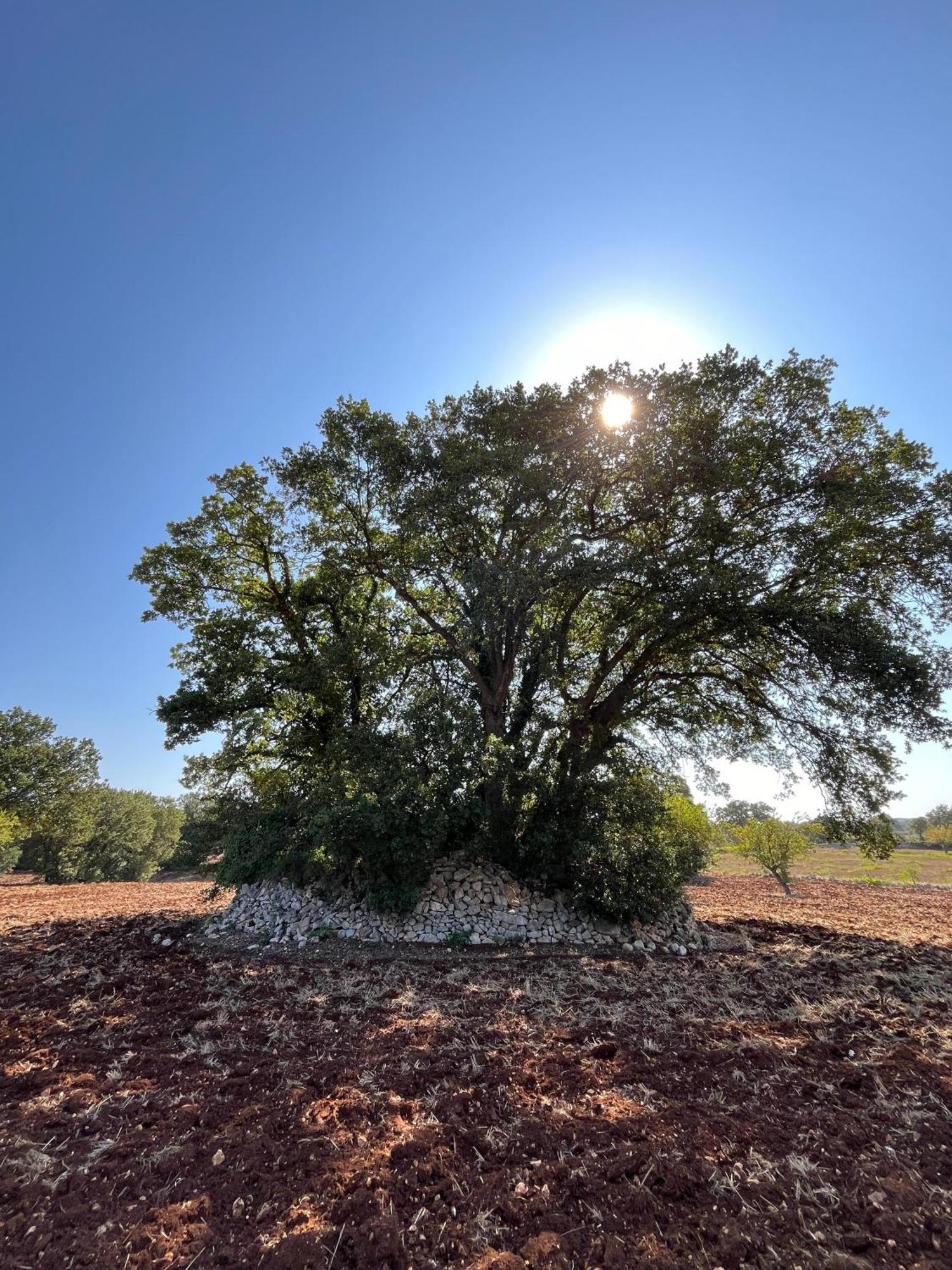 Trullo Dimora Podere Papilio Noci Dış mekan fotoğraf
